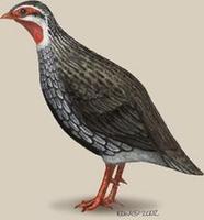 Image of: Francolinus afer (red-necked francolin)