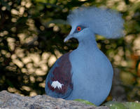 Image of: Goura cristata (western crowned-pigeon)