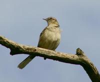 Image of: Mimus saturninus (chalk-browed mockingbird)