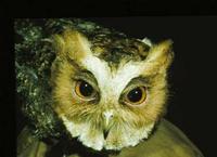 Image of: Otus bakkamoena (collared scops owl)