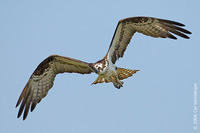 Image of: Pandion haliaetus (osprey)