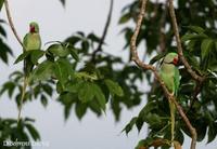 Image of: Psittacula eupatria (Alexandrine parakeet)