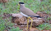 Image of: Vanellus malabaricus (yellow-wattled lapwing)