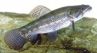 Image of: Hoplias malabaricus (tigerfish)