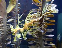 Image of: Phycodurus eques (leafy seadragon)