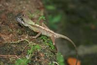 Otocryptis nigristigma