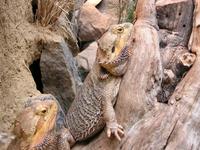 Pogona vitticeps - Central Bearded Dragon