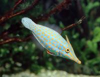 Oxymonacanthus longirostris - Beaked Leatherjacket