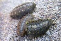 ヒメケハダヒザラガイ Acanthochiton rubrolineata