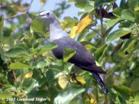 Grey Imperial Pigeon - Ducula pickeringii