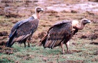 White-rumped Vulture - Gyps bengalensis