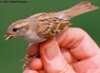 Sind Sparrow - Passer pyrrhonotus