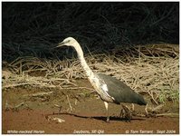 Pacific Heron - Ardea pacifica