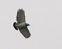 Barred Hawk - Leucopternis princeps