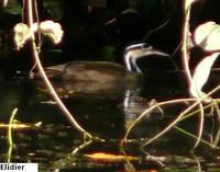 Sungrebe - Heliornis fulica