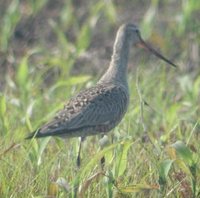 Hudsonian Godwit - Limosa haemastica