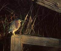 Green Heron (Butorides virescens) photo