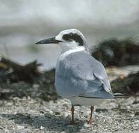 Roseate Tern (Sterna dougallii) photo