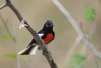 Painted Redstart (Myioborus pictus) photo