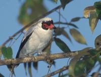 Masked Tityra (Tityra semifasciata) photo