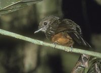 Spot-backed Antbird (Hylophylax naevia) photo