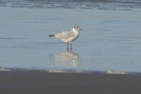 Brown-hooded Gull - Larus maculipennis