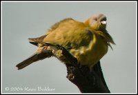 Yellow-footed Green-Pigeon - Treron phoenicoptera