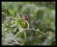 Brown-throated Parakeet - Aratinga pertinax