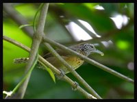 Rufous-breasted Wren - Thryothorus rutilus