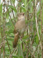 Savi's Warbler - Locustella luscinioides