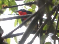 Firethroat - Luscinia pectardens