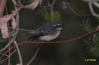 Gray Fantail - Rhipidura fuliginosa