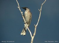 Noisy Friarbird - Philemon corniculatus