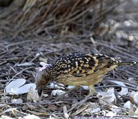 Western Bowerbird - Chlamydera guttata