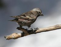 Black Rosy-Finch - Leucosticte atrata