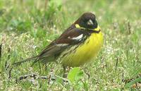 Yellow-breasted Bunting - Emberiza aureola