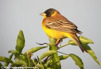 Black-headed Bunting - Emberiza melanocephala