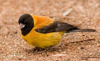 Black-hooded Sierra-Finch - Phrygilus atriceps