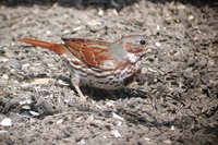 Fox Sparrow - Passerella iliaca