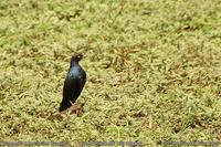 Rueppell's Glossy Starling (Lamprotornis purpuroptera)