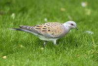 Turtle Dove