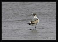 Laughing Gull