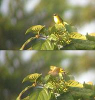 Masked Yellowthroat, Paramaribo