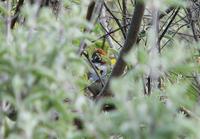 Rusty-crowned Ground Sparrow (Melozone kieneri)