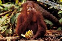 Orang-utan (Pongo pygmaeus) photo