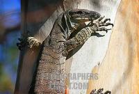 Goanna climbing tree Australia ( more Australian wildlife images available ) stock photo