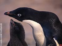 Adelie Penguin - Pygoscelis adeliae