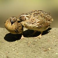 Coturnix japonica