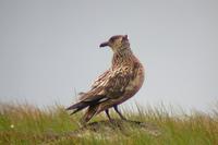 Stercorarius skua