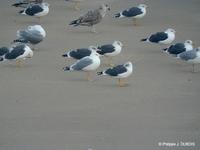 Goéland pontique ad (Larus cachinans)